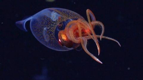 Vidéo : Première captation filmique d'un calamar géant dans son milieu naturel