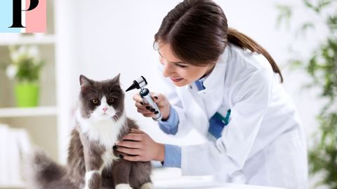 Dr Milou : consultez un vétérinaire à domicile en toute simplicité