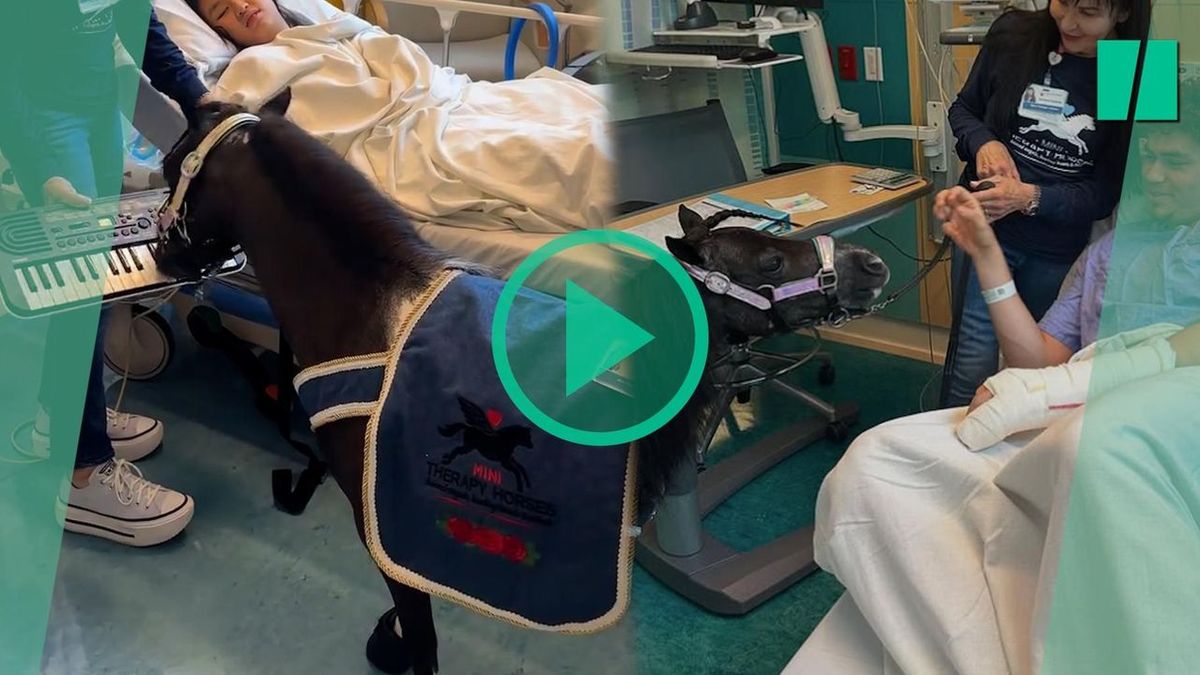Ce poney miniature jouant du piano dans une chambre d'hôpital n'est pas une plaisanterie
