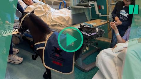 Ce poney miniature jouant du piano dans une chambre d'hôpital n'est pas une plaisanterie