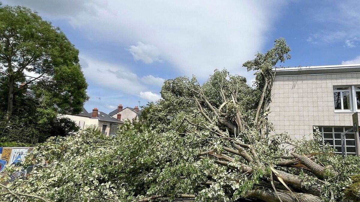 La chaleur insupportable de la cour évitée à Chartres : les arbres de l'école sauvés grâce à l'intonation des parents d’élèves