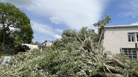 La chaleur insupportable de la cour évitée à Chartres : les arbres de l'école sauvés grâce à l'intonation des parents d’élèves