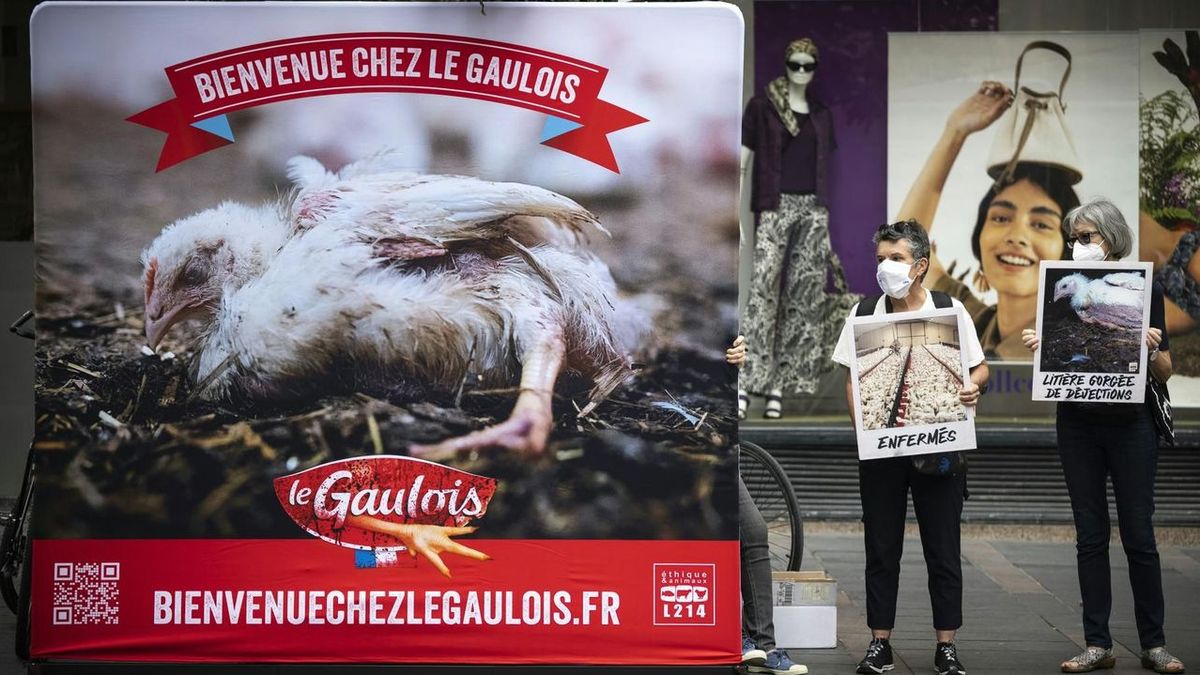 Maître Coq et Le Gaulois font un engagement sans précédent pour leurs poulets, considéré comme "historique" par L214