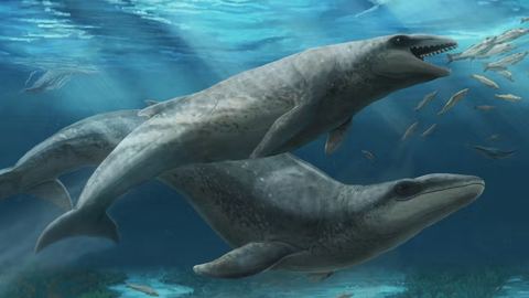 Découverte en Australie d'un fossile singulier d'un mammifère de l'antiquité