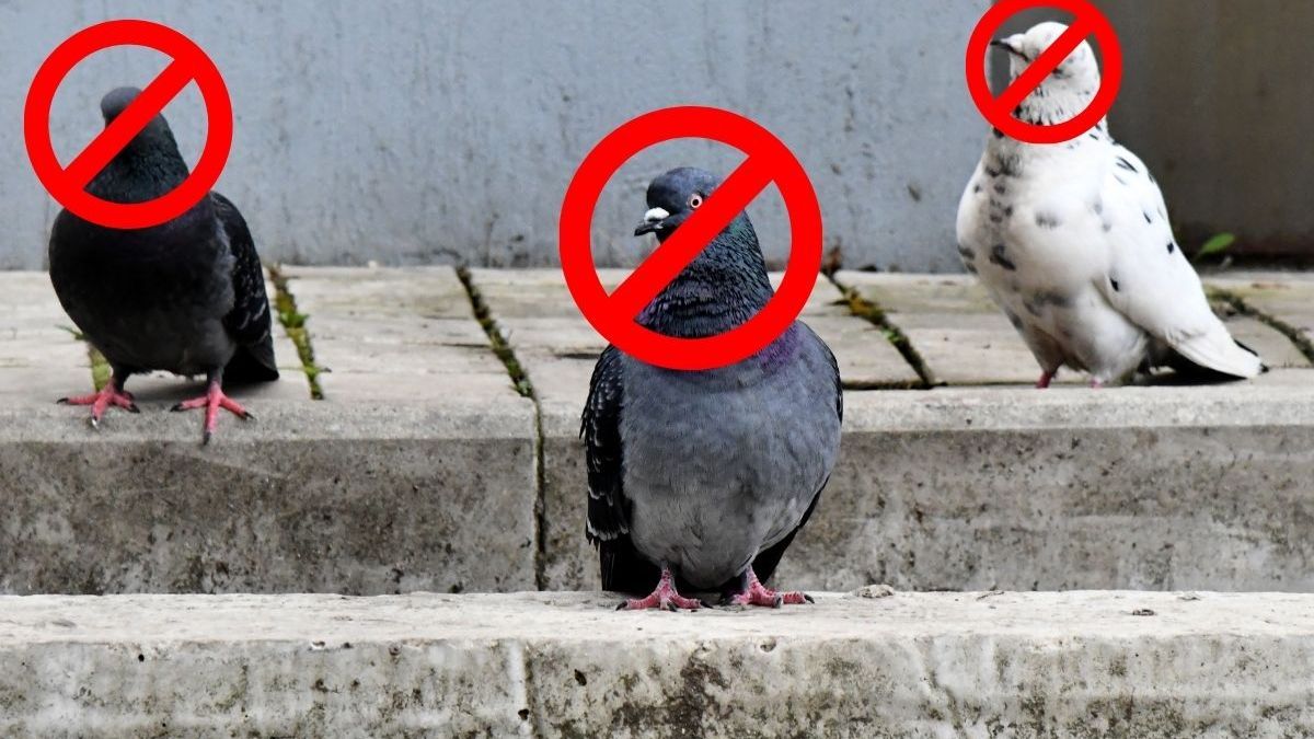 Fientes, nuisances, dégâts : pourquoi faire appel à un expert en dépigeonnage ?