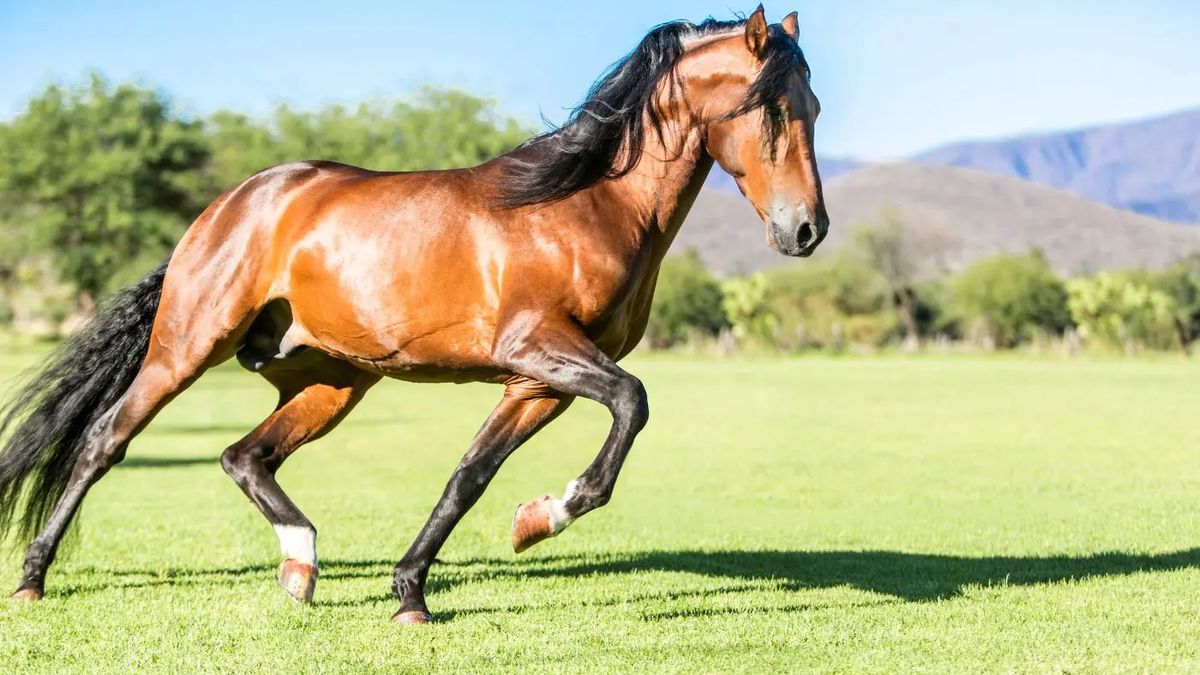 Accidents à cheval : comment bien se protéger en tant que cavalier ?