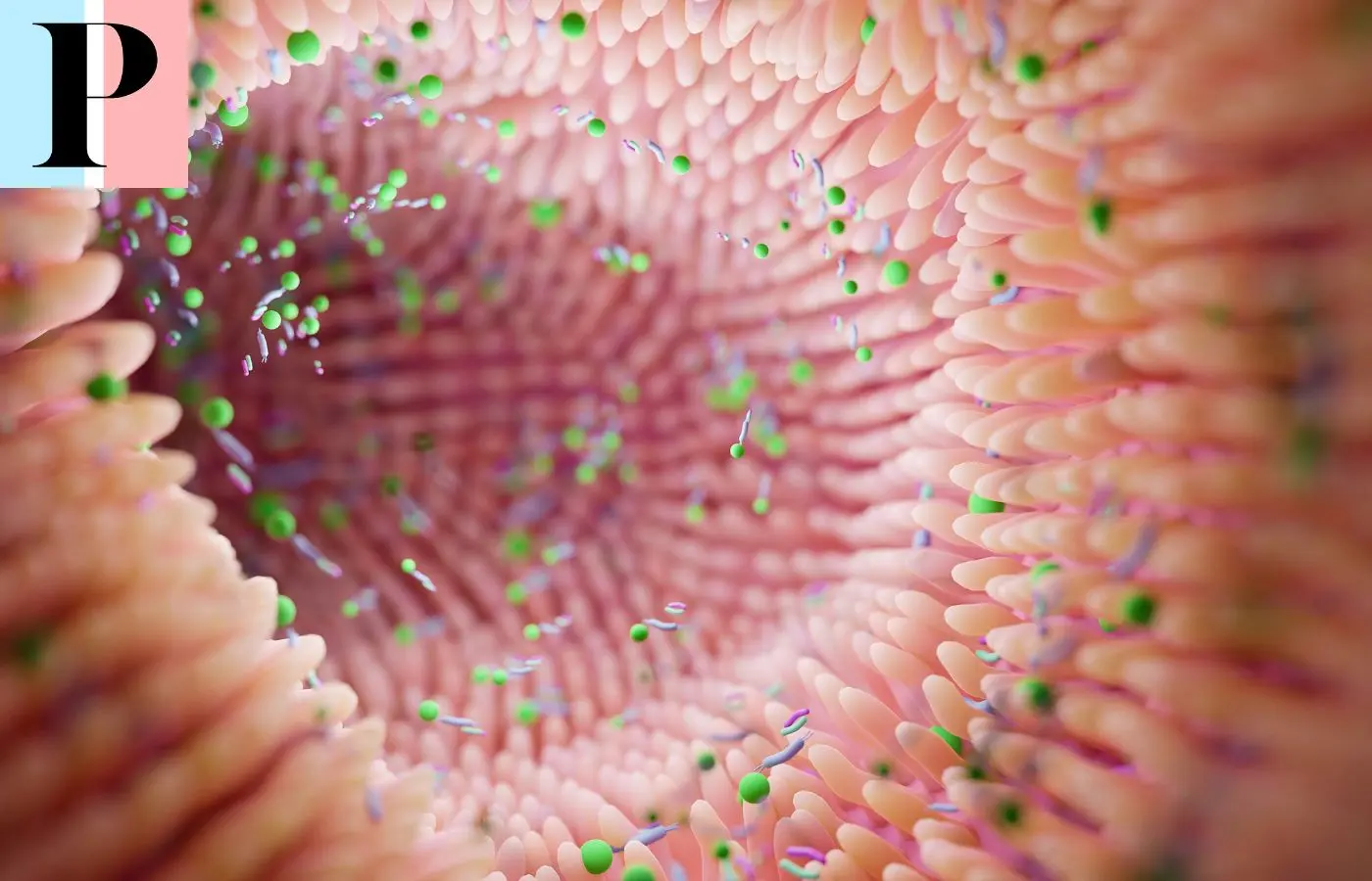 Les Probiotiques : comment maintenir son microbiote en bonne santé