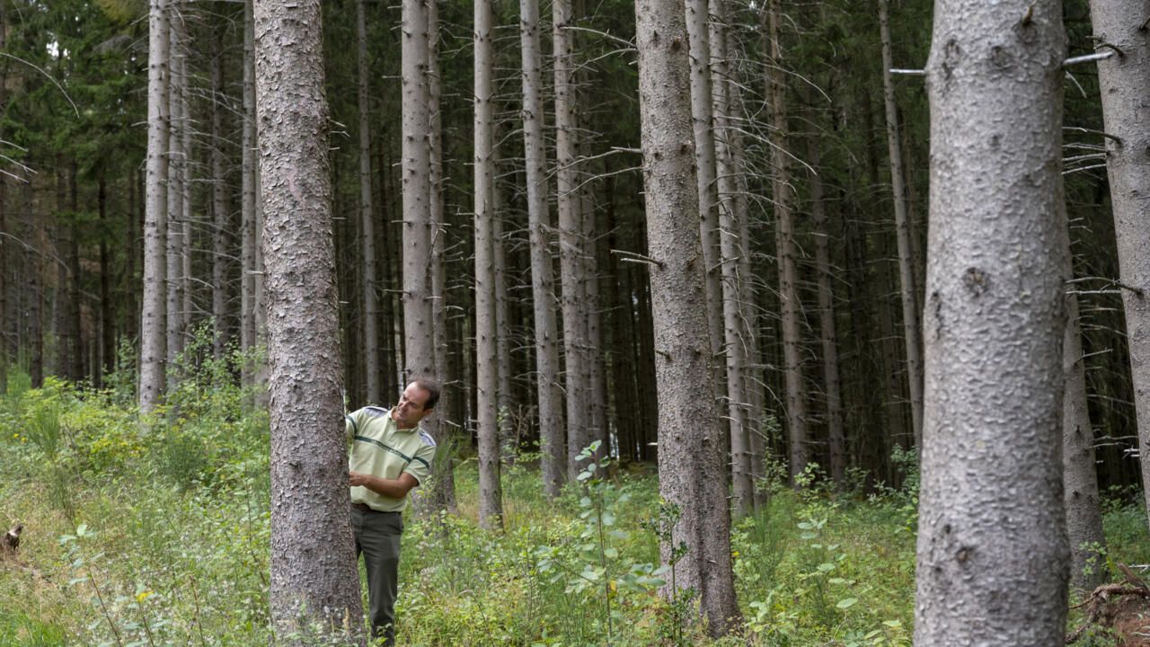 France : sécheresse précoce dans les Vosges, animaux et plantes souffrent de soif.
