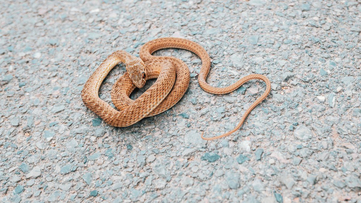 Un serpent venimeux s'est coincé dans le vélo d'une sexagénaire : frayeur au bord du drame.