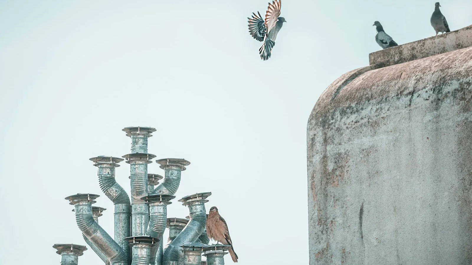 Pigeon posé sur les équipements métalliques d'une toiture, à côté d'un autre pigeon en vol